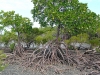 Mangrove Trees, Cape Tribulation