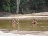 Ed and Mark relaxing in the Pascoe River.
