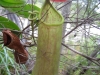 Insect eating Pitcher Plants