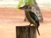 p1090789blue-winged-kookaburra-seicia