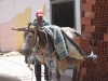 Hardworking donkey