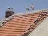 Storks with huge nests are everywhere