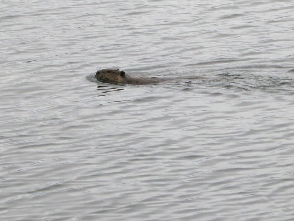 Beaver fever at Tangle Lakes
