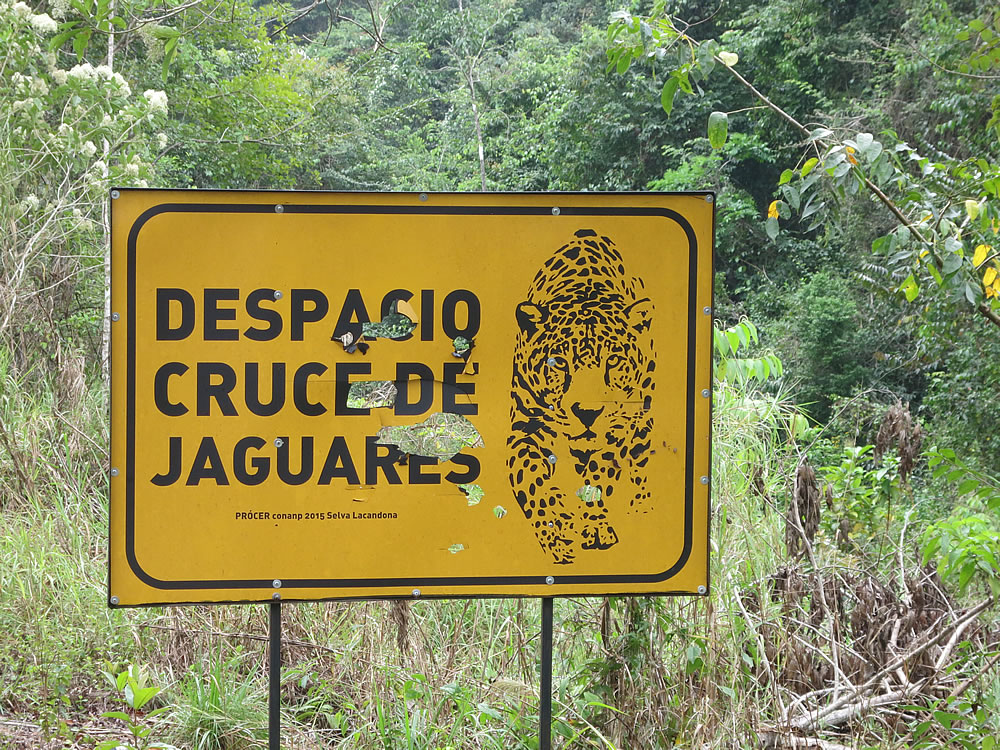 We slowed down, but sadly didn't see any jaguars crossing